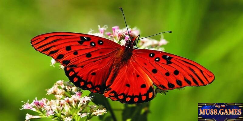 Tìm hiểu ý nghĩa liên quan đến giấc mơ có bướm.